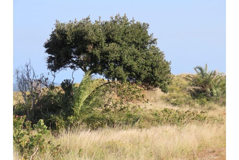 Mimusops afra&nbsp;8647