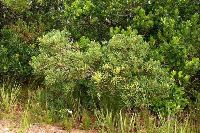 Gillian's myrsine