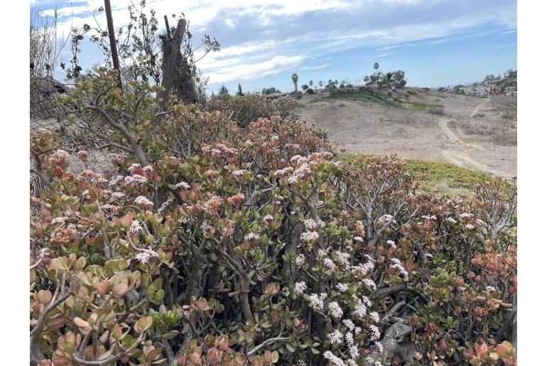 Crassula ovata 8661