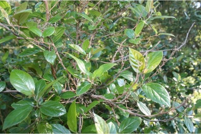 Duindoorn-achtige itea