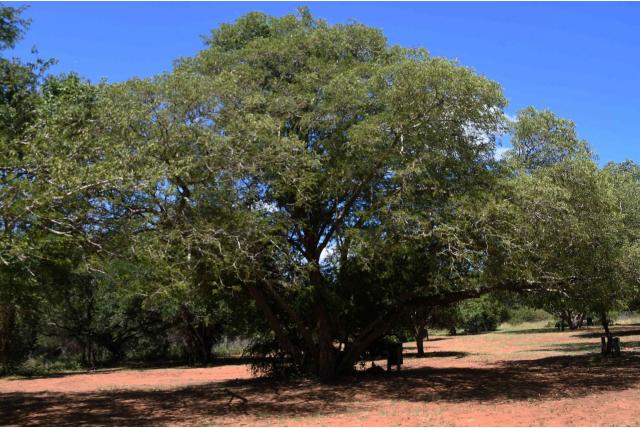 Peters albizia