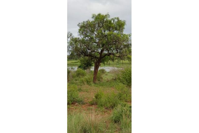 Langstaart cassia