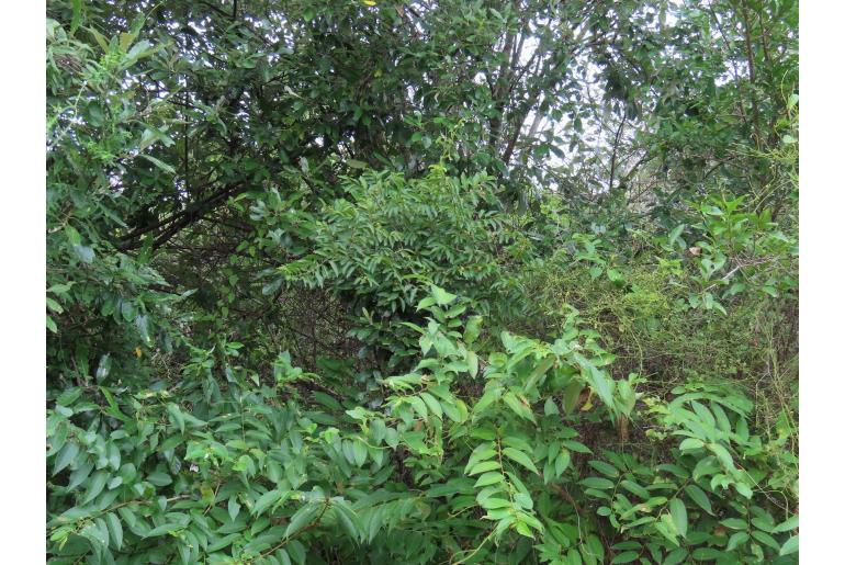 Grewia afra&nbsp;8686