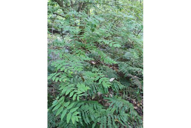 Harige englerodaphne