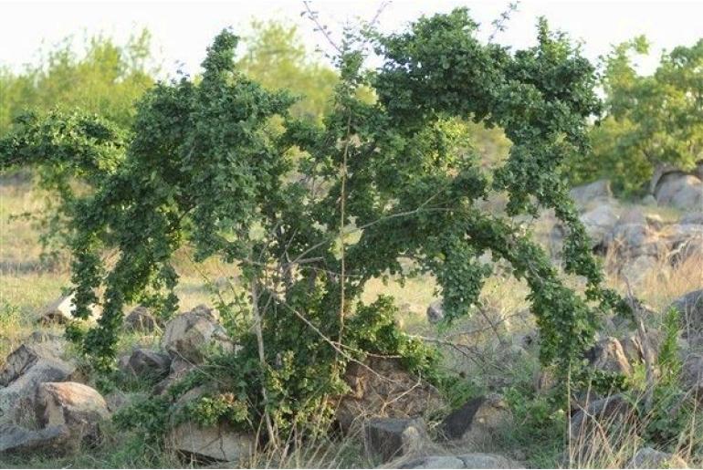 Combretum mossambicense -8694