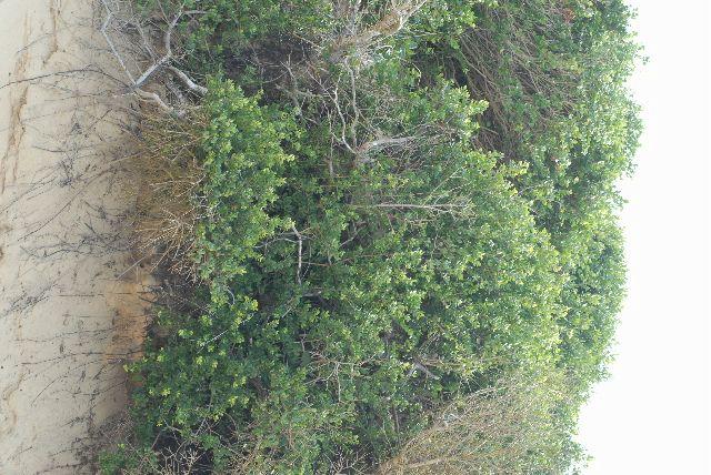 Diospyros met afgerond blad