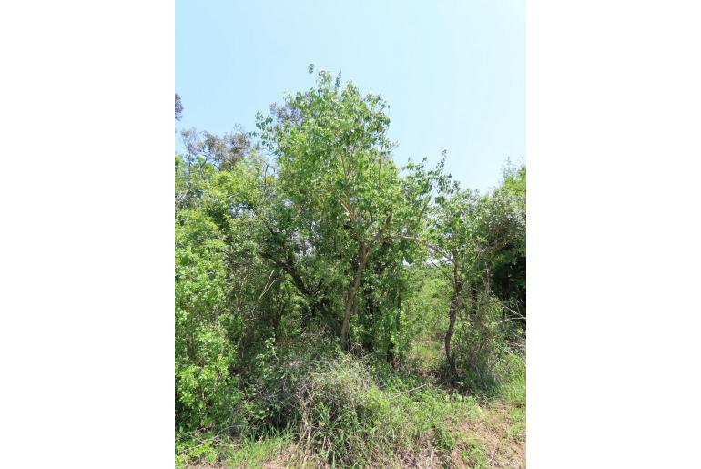 Cordia afra&nbsp;8721