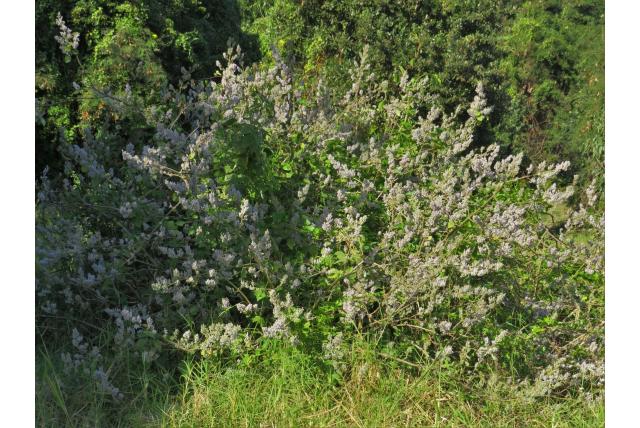 Tetradenia van de oevers