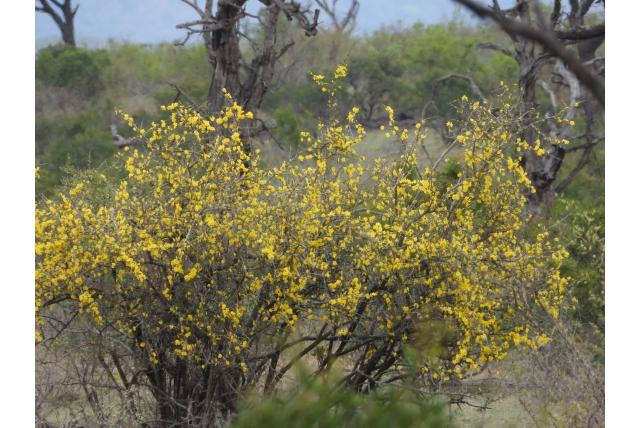 Zambezi rhigozum