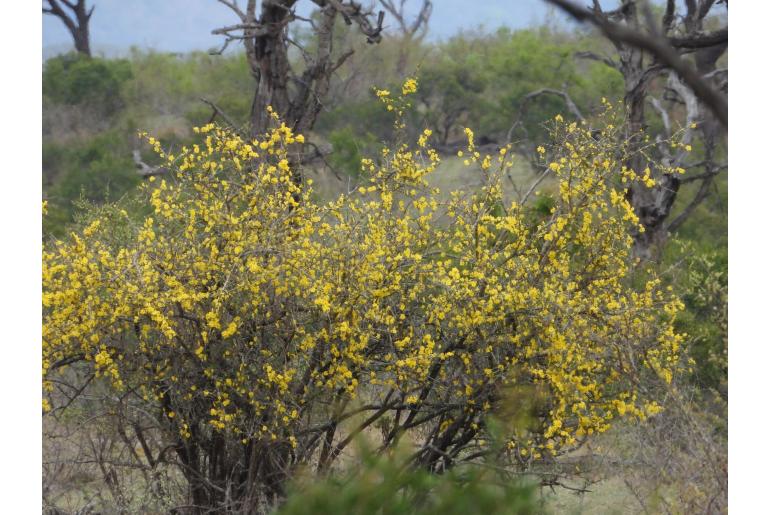 Rhigozum zambesiacum -8724