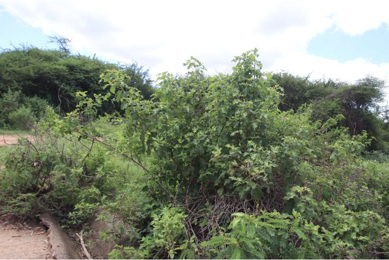 Gymnanthemum coloratum&nbsp;8740