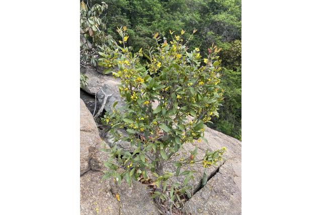 Natal ochna