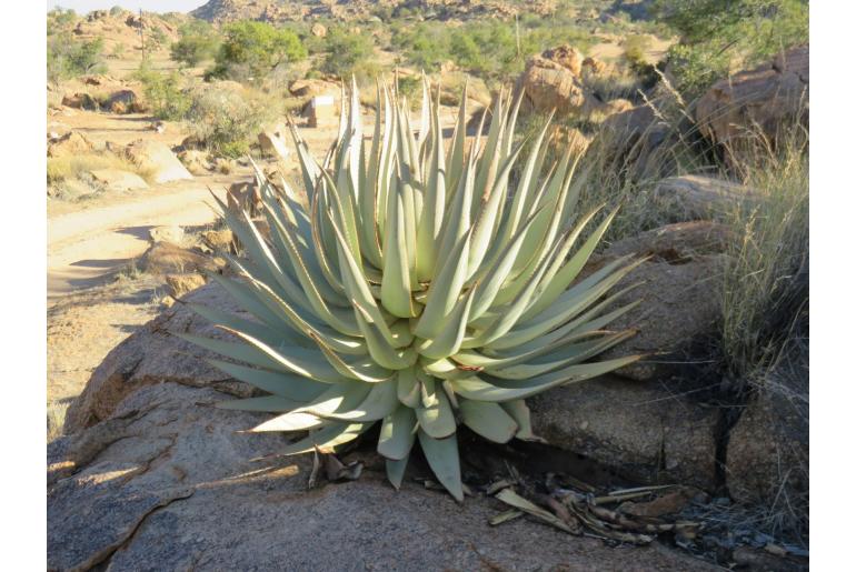 Aloe viridiflora -8743