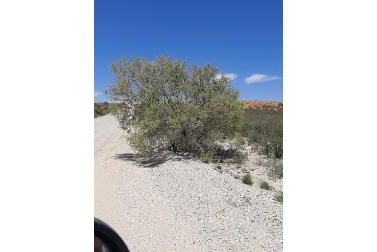 Vachellia haematoxylon -8750