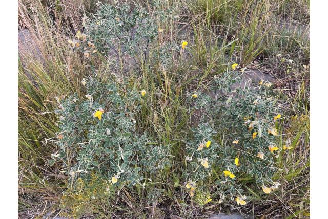 Blyde crotalaria
