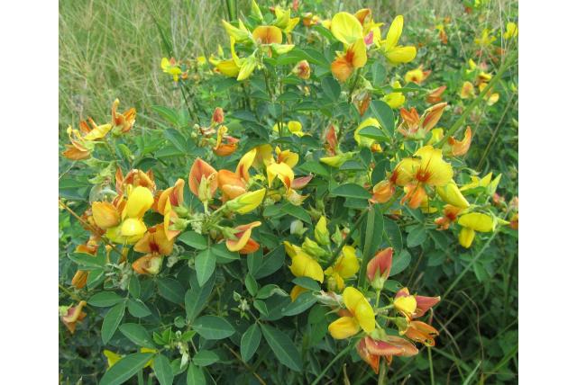 Pioneer crotalaria