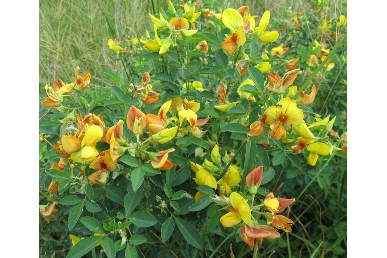 Crotalaria natalitia -8761