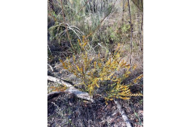 Clusterblad Pultenaea
