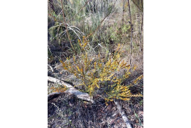 Pultenaea cinerascens 8766