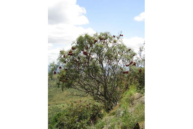 Transvaal erythrophysa