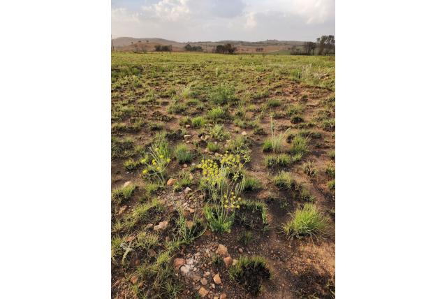 Magaliesberg's Afrosciadium