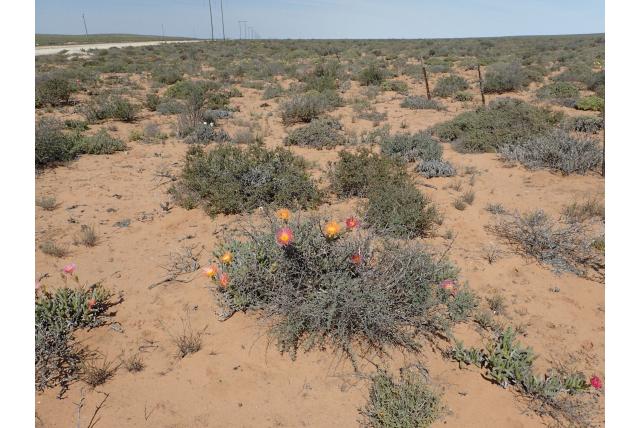 Sponzige jordaaniella Sponzige jordaaniella