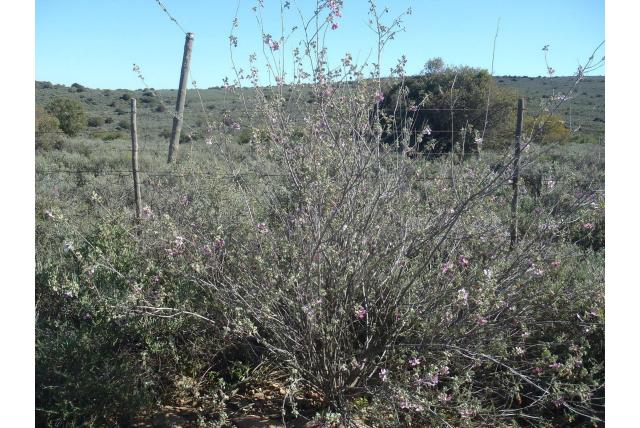 Driebladige malva