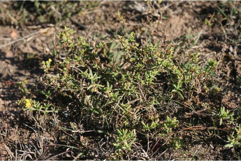 Delosperma parviflorum&nbsp;8785