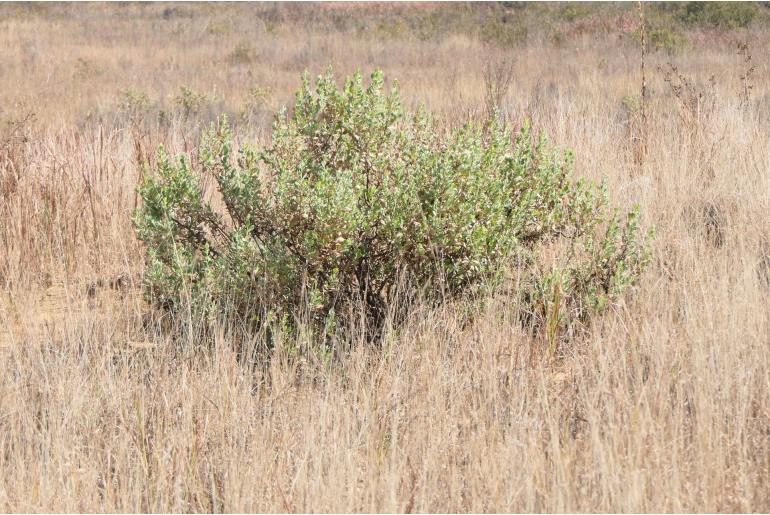 Lopholaena coriifolia -8788