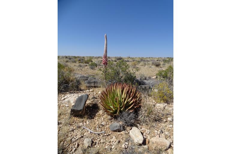 Aloe argenticauda&nbsp;8806