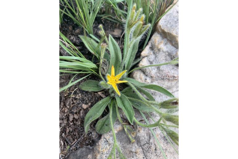 Hypoxis parvifolia&nbsp;8806