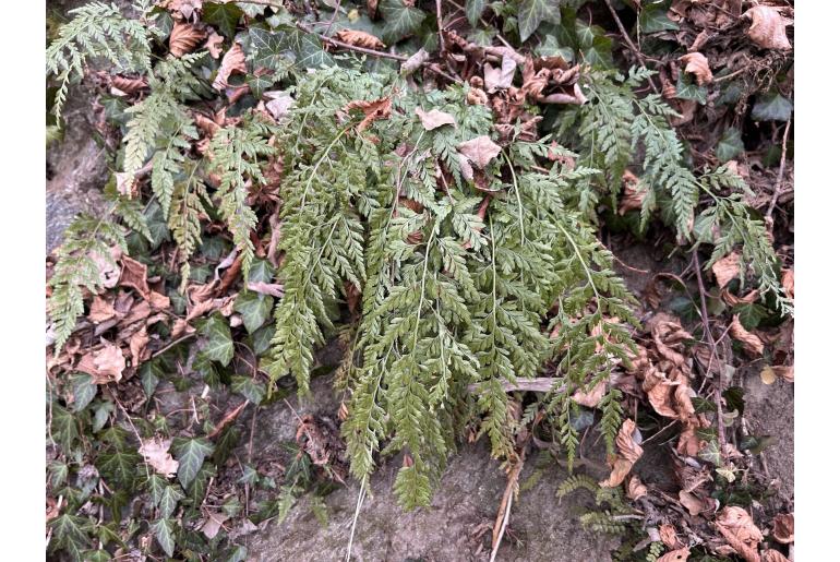 Asplenium adiantum-nigrum 8813