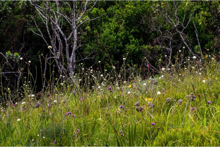 Cephalaria oblongifolia -8815