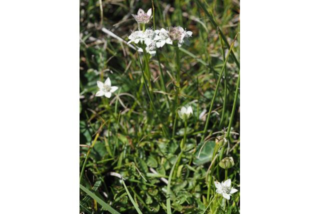 Zeer kleine sterrenbloem