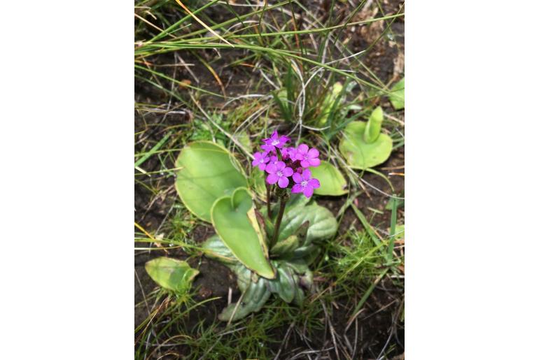 Buchnera simplex -8825