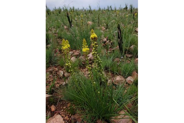 Smalbladige bulbine