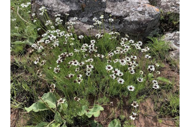Wild madeliefje