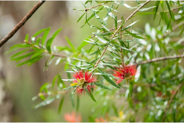Melaleuca montana -8828