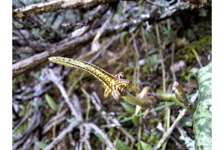 Ceropegia stapeliiformis 8829