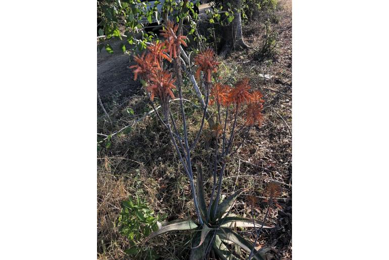Aloe umfoloziensis -8830