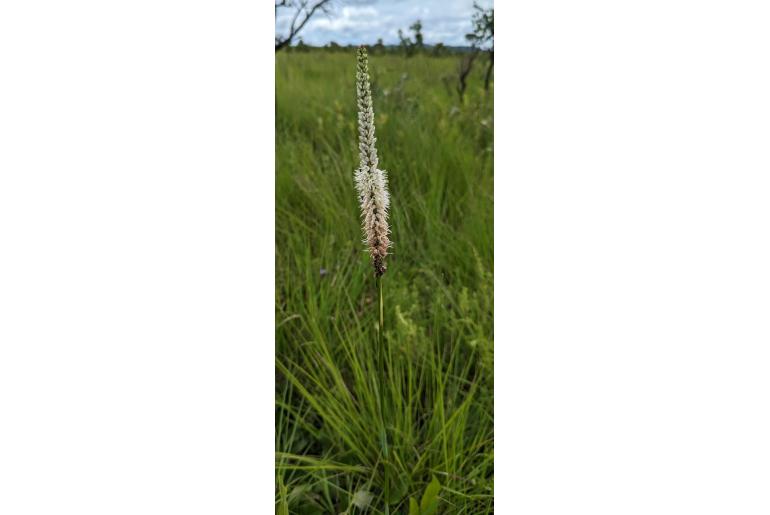 Chlorophytum colubrinum -8833