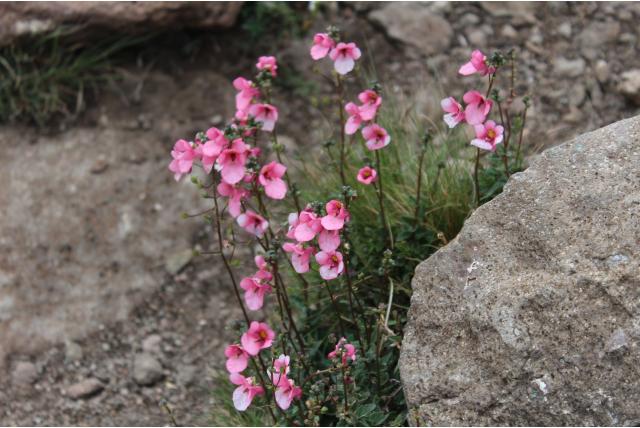 Barber's diascia