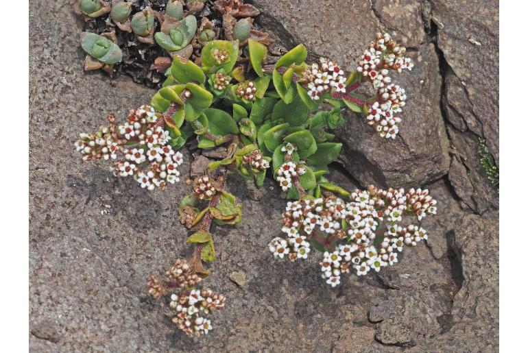 Crassula natalensis 8841