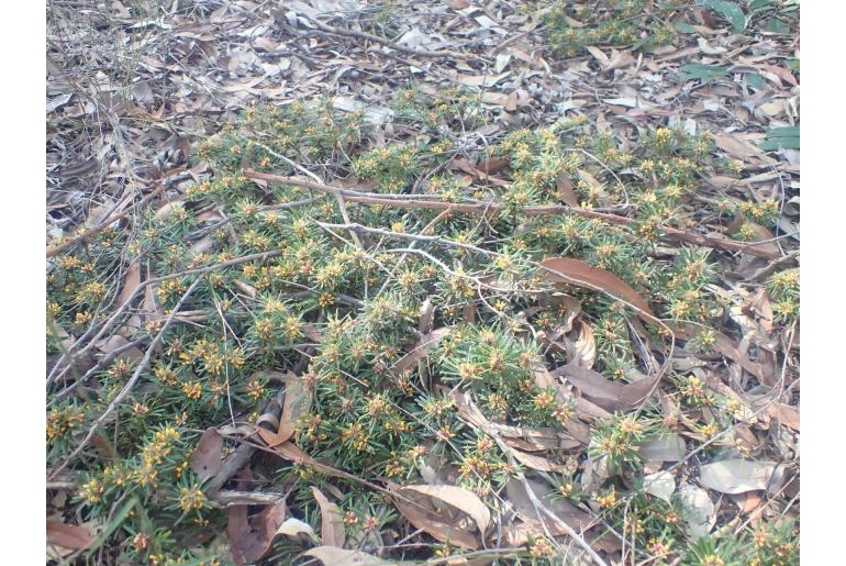 Pultenaea petiolaris 8853