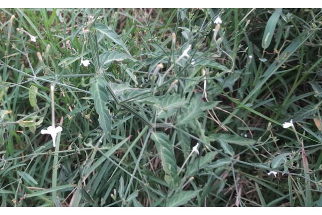 Bevallige rhinacanthus