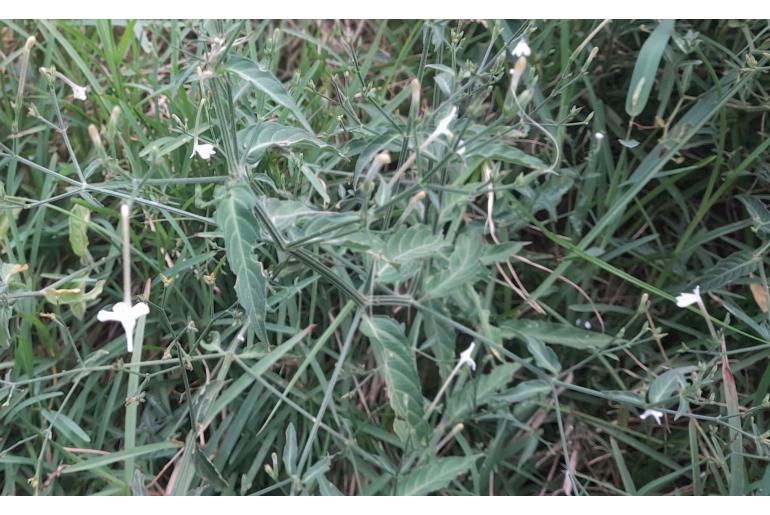 Rhinacanthus gracilis&nbsp;8855