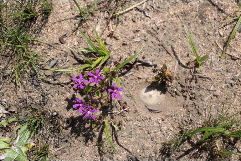 Raphionacme palustris 8856