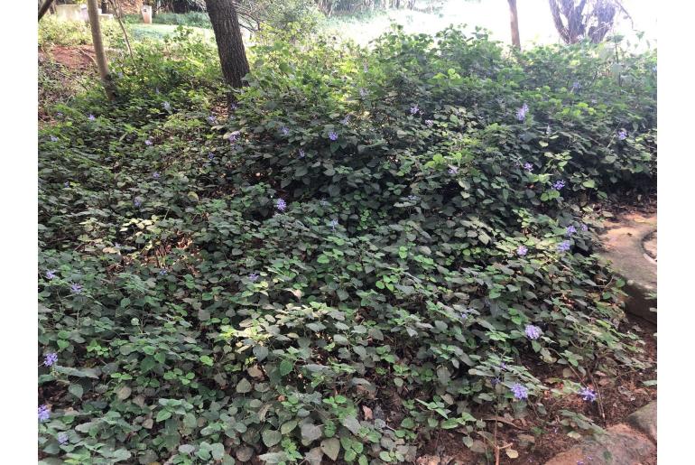 Plectranthus zuluensis -8857