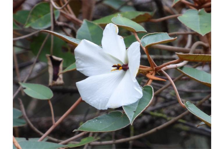 Melhania ebenus 8861