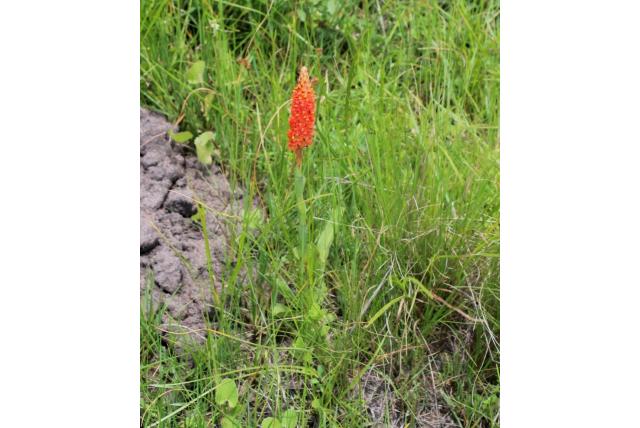 Polygonum-achtige disa